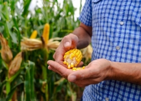 Maíz 2026/27: el manejo agronómico será la clave para capturar el máximo potencial