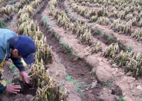 Diez heladas consecutivas golpean la producción hortícola de Santa Fe