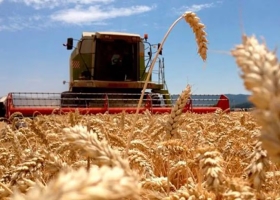 Exportaciones de trigo marcaron un récord: ingresaron US$3122 millones y los aceites también alcanzaron máximos históricos