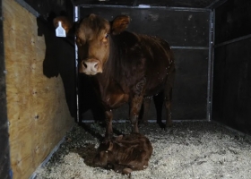 “Lionela”, la primera ternera nacida en la Expo Rural 2026 y un homenaje a Lionel Messi