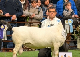 La cabaña El Impenetrable arrasó en Palermo 2026 con campeones ovinos y caprinos