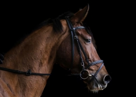 Caballos deportivos: un sistema de trazabilidad de medicamentos veterinarios abrió un conflicto con la industria equina