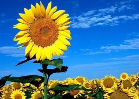 Comenzó la siembra de girasol 2026/27: el avance nacional llegó al 4,4%