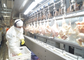 El Reino Unido reabrió su mercado para la carne aviar argentina