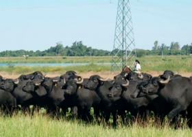 Búfalos: la ganadería que gana terreno en los campos bajos del NEA