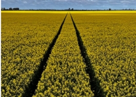 El 88% de las brassicáceas se encuentra entre buena y muy buena en Entre Ríos