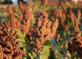 Proyectan una Caída de Hasta el 55% en la Superficie de Sorgo en Entre Ríos