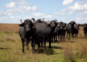 Crecimiento del Stock Bubalino en Argentina: Aumento del 25% y Potencial Exportador