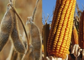 El USDA recortó la producción mundial de trigo y elevó la de maíz y soja