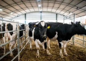 Santa Fe perdió 290 tambos en un año y profundiza la concentración láctea