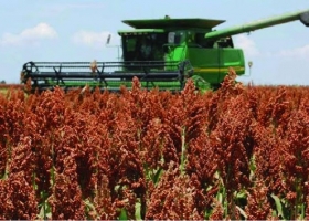 Sorgo: la cosecha está por finalizar y solo restan lotes en el sur bonaerense y La Pampa
