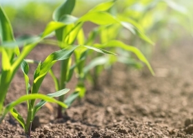 Márgenes ajustados en la agricultura: la presión de los fletes cortos y largos en soja y maíz