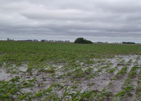 Niño fuerte: cuánto puede llover en la región núcleo