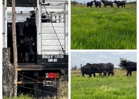 INTA Corrientes amplía su rodeo experimental de búfalos