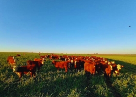 Cultivares adaptados aumentan hasta 10% el forraje en Entre Ríos
