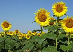 Siembra de girasol: ya cubre el 14,1% del área proyectada