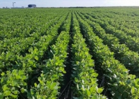 La tierra agrícola vuelve a tocar máximos: cuánto vale una hectárea en Zona Núcleo