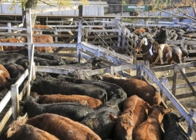 Carne vacuna: exportaciones generaron US$2.768 millones en siete meses