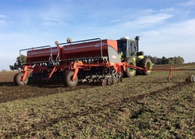 Trigo: la mitad del área ya está en encañazón o etapas posteriores