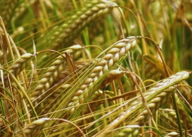 Cebada: el 76% del área está en macollaje y mantiene buen estado