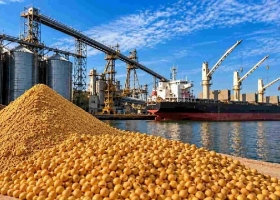 Soja en Argentina: cómo se comercializa y hacia dónde va el grano