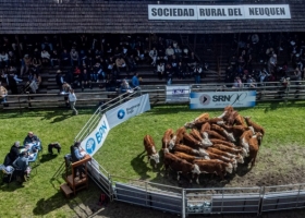 Expo Bovinos 2026: genética, remates y protagonismo joven en Neuquén