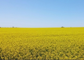 Colza, carinata y camelina ganan espacio para diversificar las rotaciones