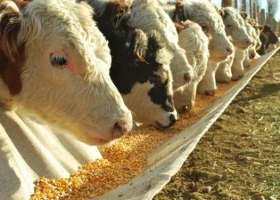 Nutrición animal: el consumo llegó a 35,1 millones de toneladas