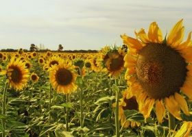Girasol: la siembra 2026/27 ya cubre el 31,4% del área