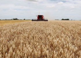 Trigo: el 94,6% del área mantiene una condición Normal a Excelente