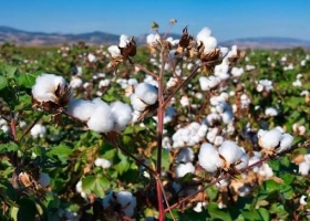 Algodón: finalizó la cosecha en el centro-norte de Santa Fe con 129.405 toneladas