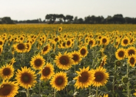 La siembra de girasol alcanzó el 32,9% del área proyectada