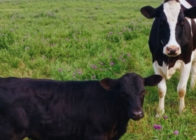 Beef on dairy: el tambo busca agregar valor con cruzamientos