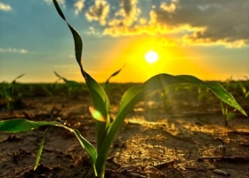 Campaña 2026/27: Córdoba espera mejores márgenes, pero el clima será clave