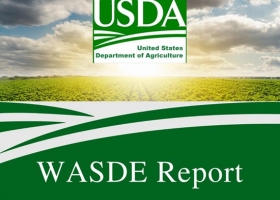 USDA: Argentina mantiene sus proyecciones de soja y maíz