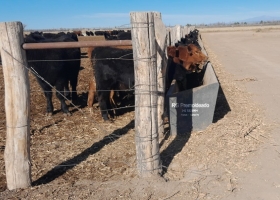 Feedlots: récord de animales encerrados y menos oferta de carne