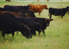 Ganadería: cómo mejorar la preñez y la rentabilidad del rodeo