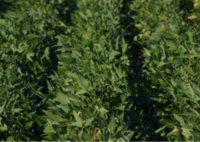 Argentina autorizó una nueva soja transgénica tolerante a herbicidas