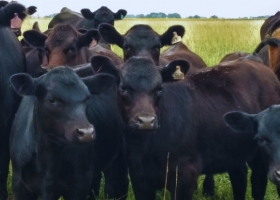 Carne vacuna: Brasil enfrenta presión comercial y Argentina podría crecer