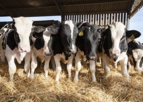 La leche entera en polvo subió 4,4% y llegó a US$ 3.760