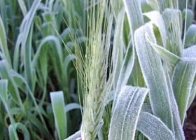 Trigo: las heladas provocan pérdidas de hasta el 15% en lotes