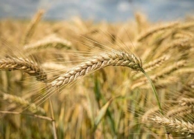 Trigo: la región núcleo proyecta 6,7 millones de toneladas pese al frío