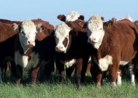 Novillo Mercosur: Uruguay volvió a los US$ 6 por kilo