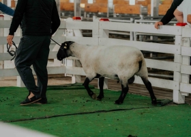 Suffolk en ArgenCarne 2026: una raza con potencial para producir más carne