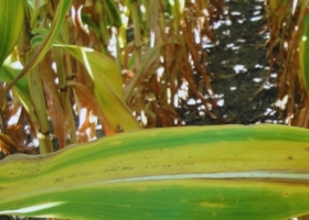 Lluvias y fertilización: cómo lograr más rindes en maíz, soja y girasol