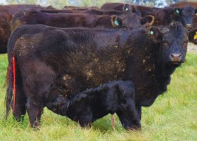La nutrición de la vaca define el crecimiento y el futuro del ternero