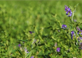 Alfalfa: el INTA avanza en genética para mejorar la producción