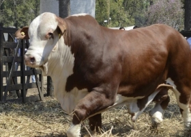 Genética bovina: los precios de los toros subieron un 61% interanual