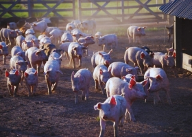 Carne de cerdo en Argentina: el consumo creció de 3 a 18 kilos por persona
