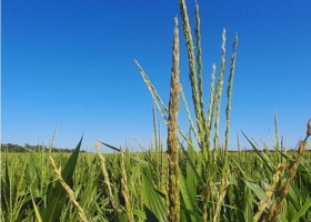 Maíz en el NEA: la materia orgánica y el agua definen el rendimiento